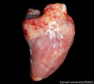 Epicardial fat: Marked acute multifocal hemorrhage