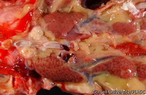 Right kidney: Moderate edema and congestion with urate retention