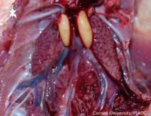 Kidneys: Acute diffuse edema and congestion with urate retention