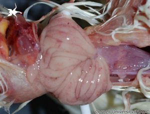 Bursa of Fabricius: Acute diffuse edema with multifocal acute hemorrhag