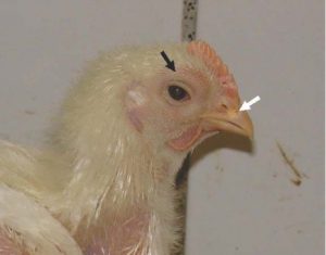 ترشحات موکوسی چرکی در بینی جوجه گوشتی