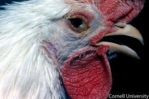 conjunctivitis, dyspnea