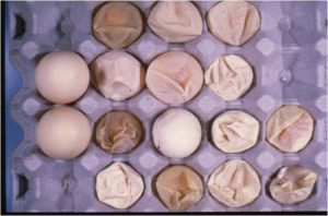 Deformed eggs, Thin eggs, shell-less eggs and colorless