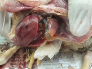 Hydropericardium in broiler