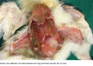 Prominent necrotic foci on liver in broiler chicken affected with salmonellosis