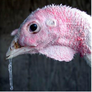 swelling: infraorbital sinus and nasal discharge in turkey