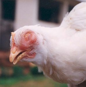 Edema and swelling of face and swellibg sinus, and ocular discharge