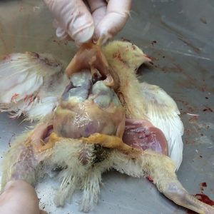 Airsacculitis, perihepatitis, Pericarditis with cover of fibrinous