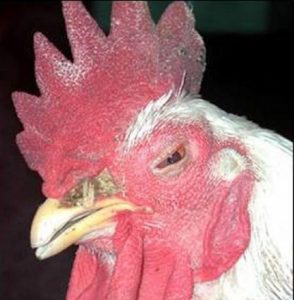 conjunctivitis depression swelling: eyelid swelling: infraorbital sinus swelling: periorbital nasal discharge in coock