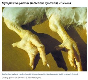 Hock and footpad are swollen