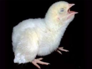 Gasping, Respiratory distress ( including coughing, sneezing, rales and oculo-nasal discharge)