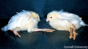 paralysis, and prostration