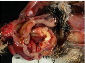 S.Typhimurium infection and fibrinonecrotic exudatedistending the ceca in partridge.