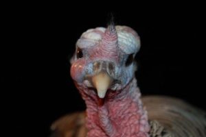 Swollen head syndrome in turkey