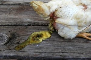 Diarrhea in broiler with IBH/HHS syndrum