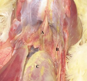 A yellowish, fibrinous covering is present on the serosal surfaces of the air sacs, heart, and liver.