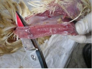 mild tracheitis and congestion with catarral exudates