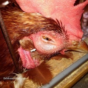 Edema and swelling of face and swelling sinus, and ocular discharge