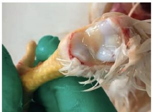 exudative tenosynovitis