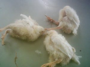 paralysis, and prostration