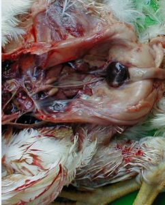 Edema, congestion, Haemorrhage and sever