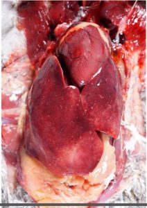  Pigeon affected with Salmonella spp showing Edema, whit necrotic foci On liver