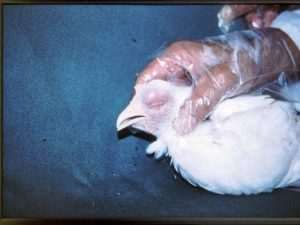 Swollen head syndrome in broiler