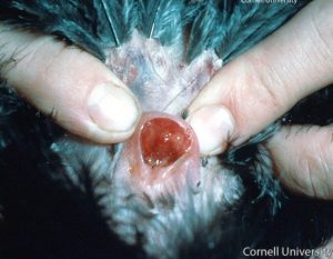 cloacal inflammation