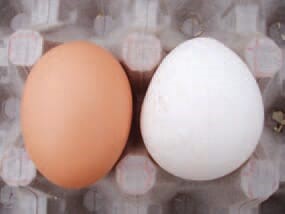 Normal egg and Deformed and colorless egg
