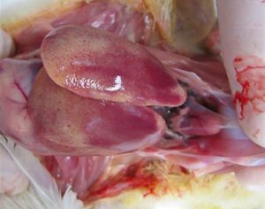 Swollen and pale liver