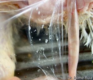 Mild airsacculitis with light presence of foam.