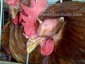 Edema and swelling of face and sinus , Nasal and ocular discharge