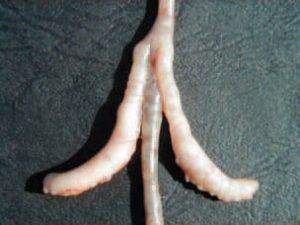 Caeca are filled with gelatinous, fibrinous, cheese-like exudate in chickens salmonellosis affected