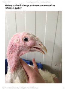 Watery ocular in turkey