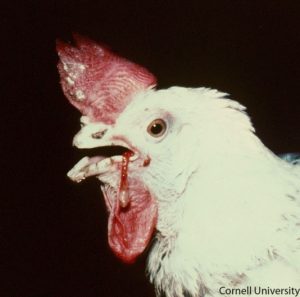 Expectoration of blood