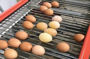 Thin shell eggs, aft shell and loss shell eggs