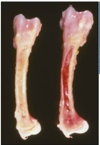 Pale bone marrow of the tibiotarsus in chick