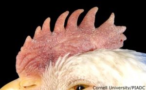 Hemorrhage, congestion, Edema in comb