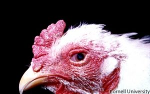 Lens: Focal cataract