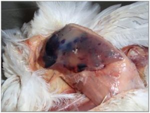 Sever hemorrhages in skeletal muscles