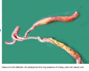 cheese-like exudate in chickens salmonellosis affected