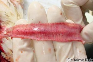 Trachea: Moderate acute multifocal hemorrhage