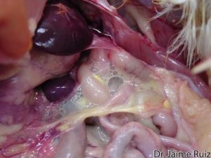 Severe airsacculitis with abundant foam and caseous exudate