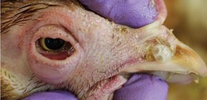 Edema and swelling of face and sinus , conjunectivits , Nasal discharge and