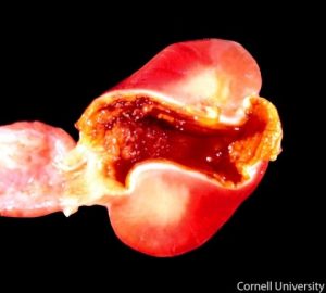 Ventriculus (gizzard): Severe locally extensive ventriculitis