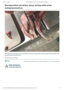 Mucopurulent secretion in turkey sinus
