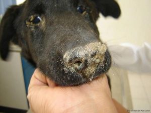 ریزش ترشحات آیکی از بینی و چشمها و هیپر کراتوز بافت اطراف سوراخهای بینی در یک سگ مبتلا به دیستمپر