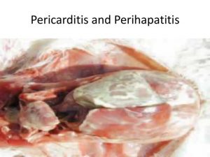 Pericarditis and perihepatitis in broiler chickens salmonellosis affected 