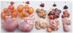  (INOCULATIN DEDSV-JXSP VIRUS in duck) C TO E, Ovary degeneration and hemorrhages 