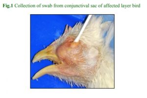 Collection of swab from conjunctival sac of affected layer bird
